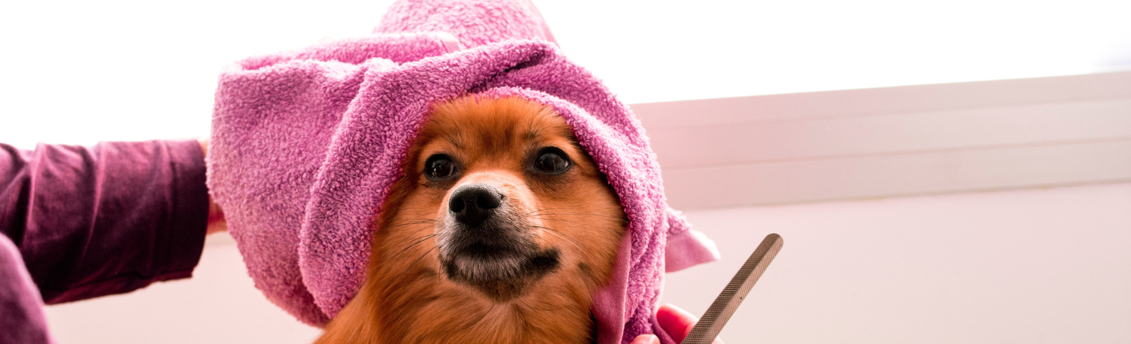Small brown dog wrapped in a pink towel after grooming, looking up while being brushed—representing pet care and pampering your pet could feel with Queen of To Do