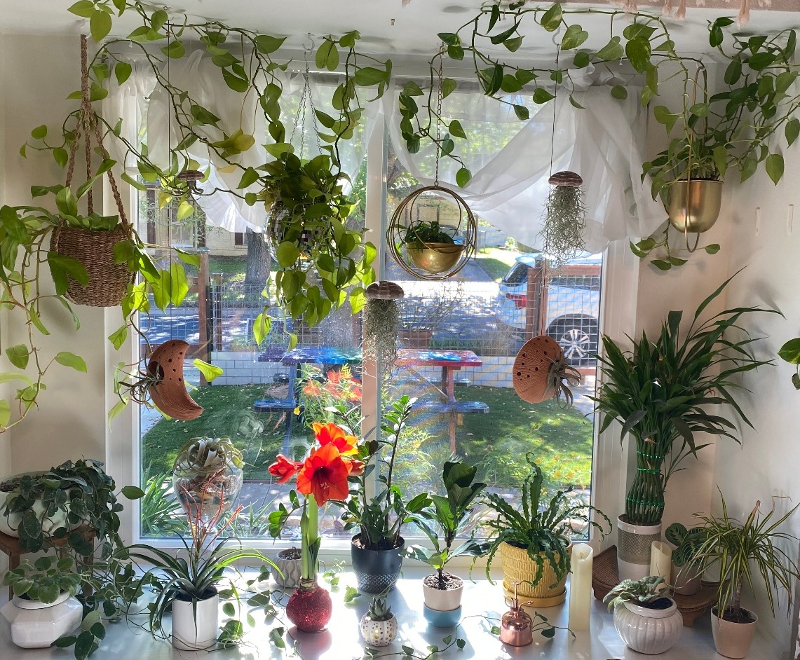 Austin plant care and styling indoor jungle